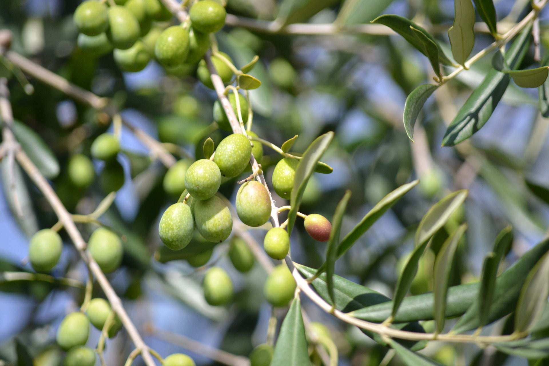 olives-886880_1920 Branche d'olivier