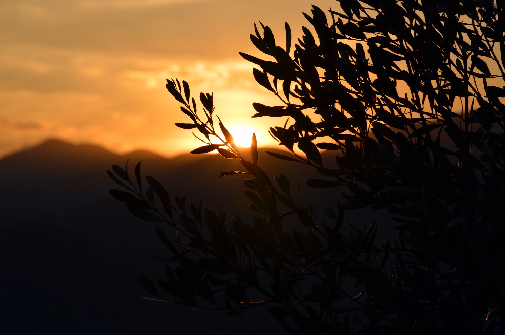 coucher de soleil et olivier Décor avec un olivier